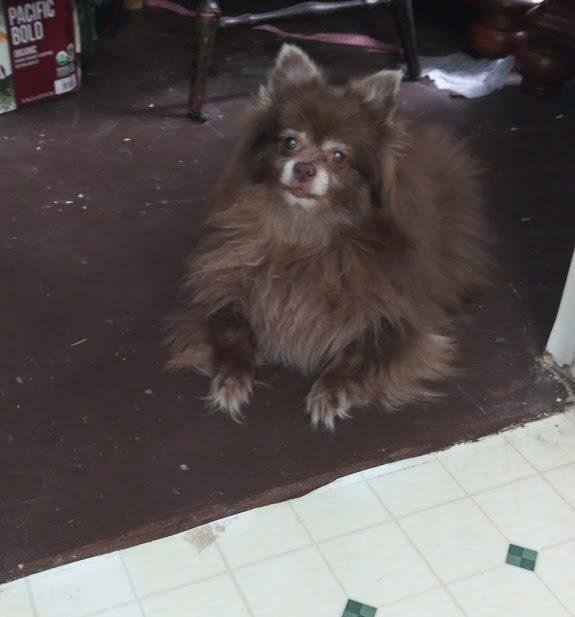My little dog Teddy has left me at the rainbow bridge. He stayed with me & wouldn't leave my side until the end of his new journey. One day I will see him again.