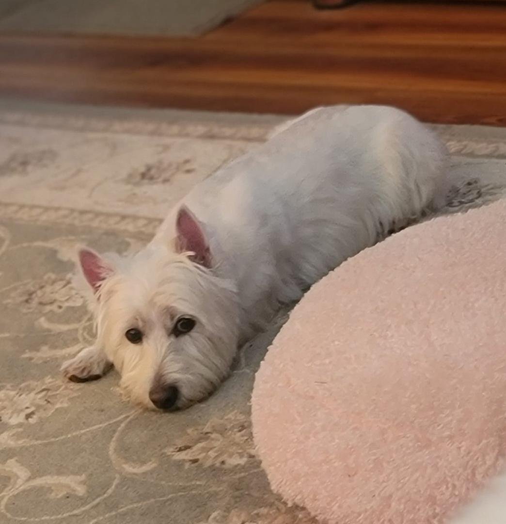 Waiting patiently in hopes that she will get lunch too!!
Update: I've had some issues lately but they seem to be straightening around, at least to some extent. I've been getting dizzy and even passed out once. The Dr.