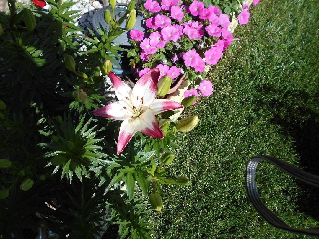 My first Daylily bloom this year.