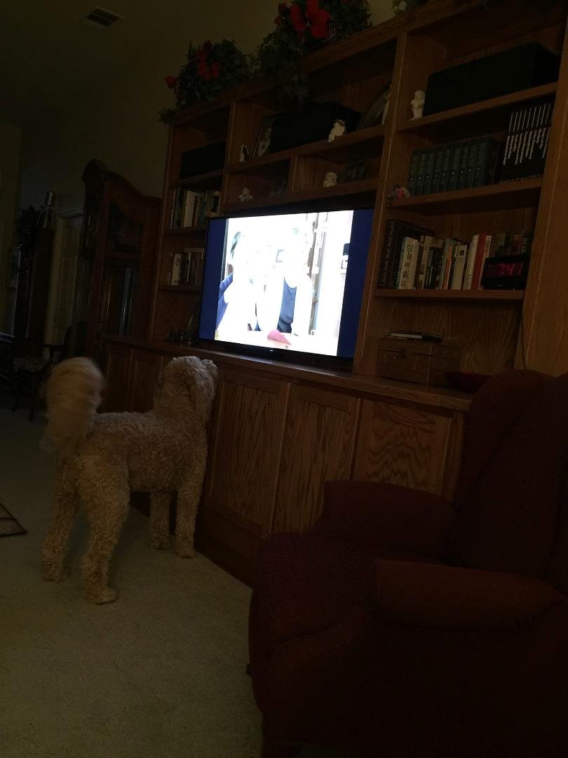 Lexi watching dogs on tv