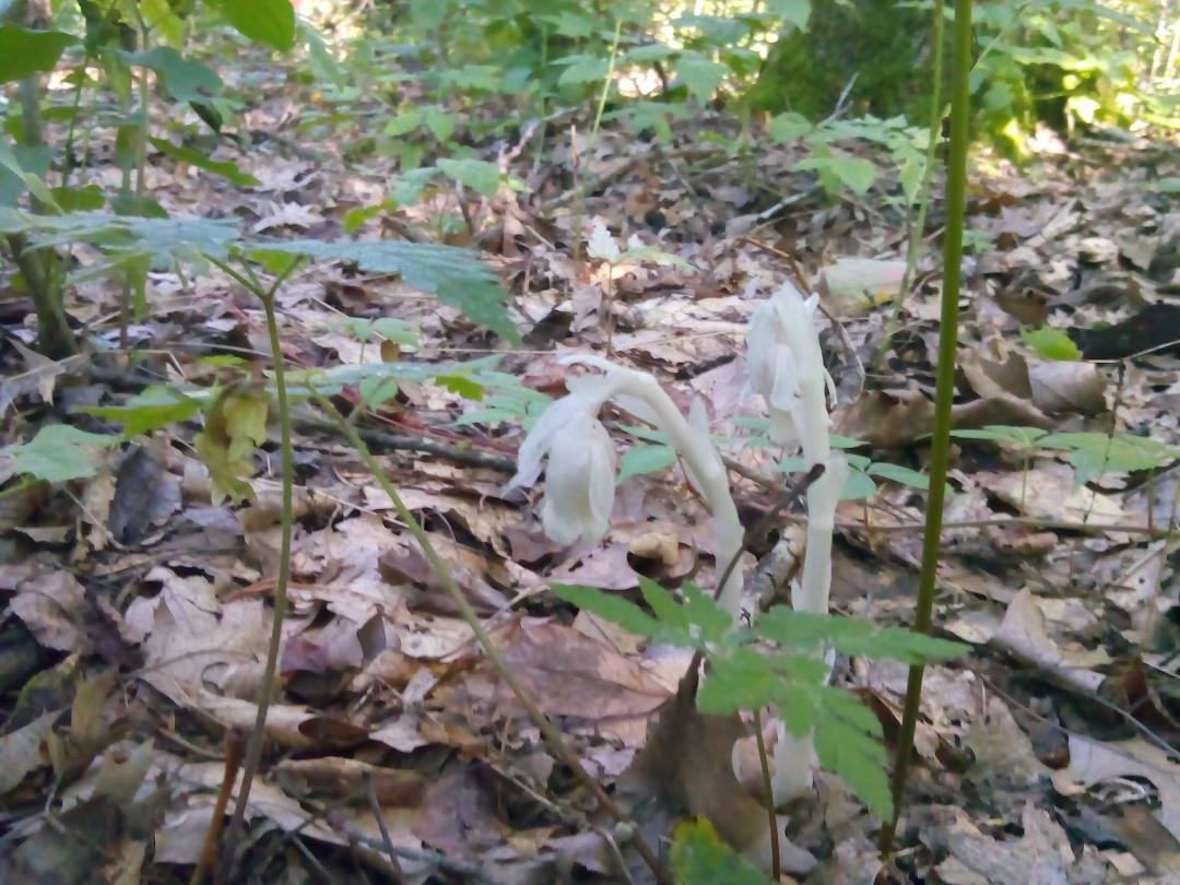 Richard Cockroft's album, Timeline photos
