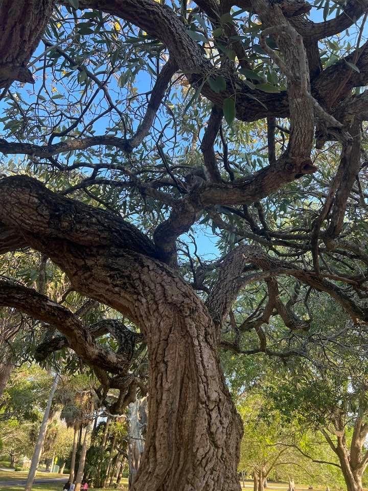 Look closely and u can see one brave little guy in the branch