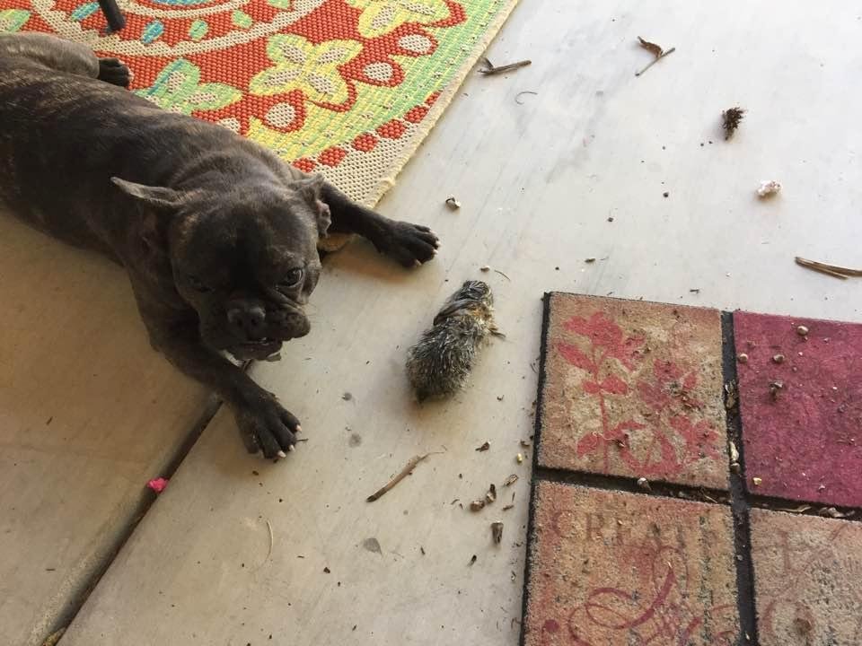 Got home from golf and I found that Korey's dog had a baby rabbit. It was still alive