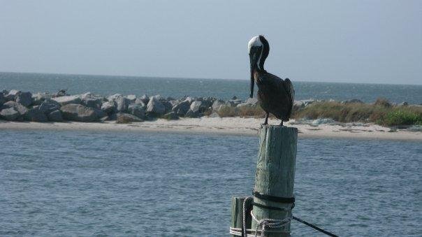 Gary Lyon's album, Hatteras, NC