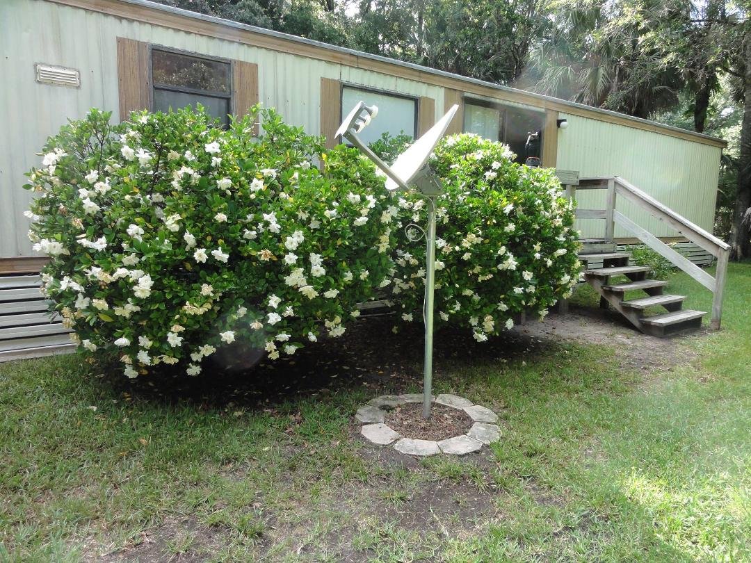 Our gardenias are giving us a wonderful sinus condition even though they are beautiful and smell so good.