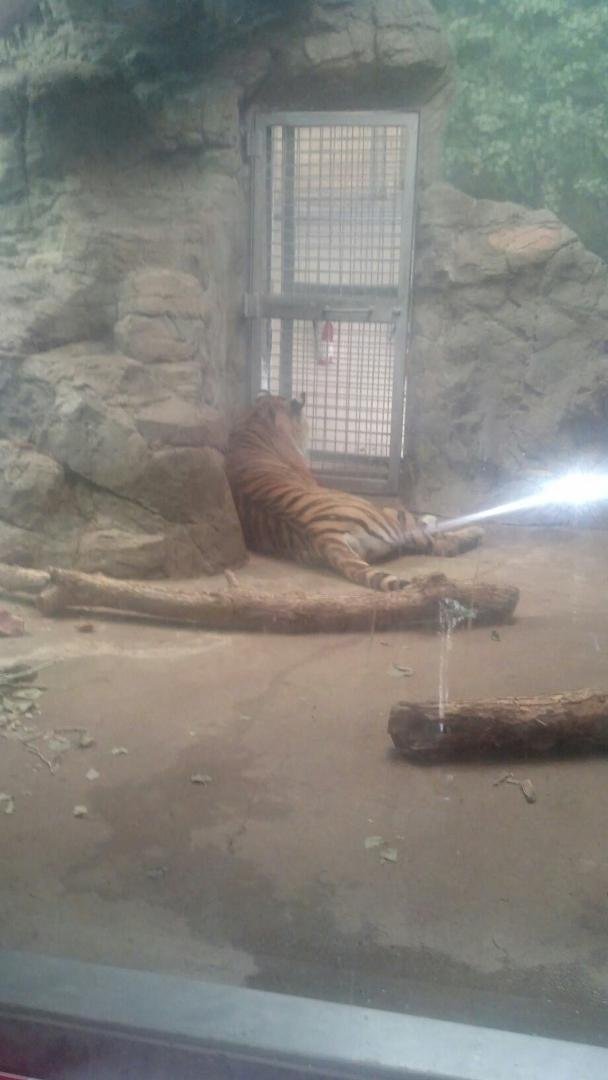 Tiger at Denver zoo.
