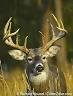 Favourite animal next to black labs