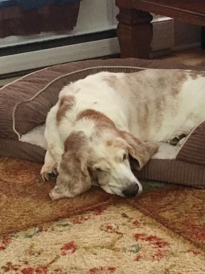 My poor baby had such a hard morning, love him to death