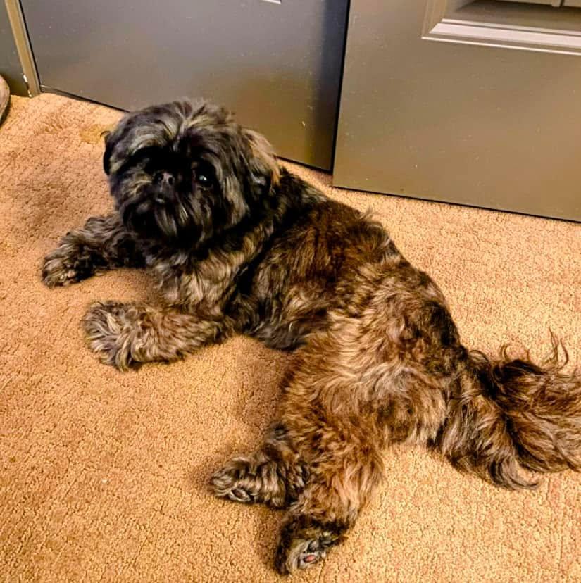 As Eddie G celebrates his fourth birthday today, I am reminded of the importance of the bond we share. Even though he may not grasp the concept of birthdays, I am grateful for the companionship and affection he provides.
