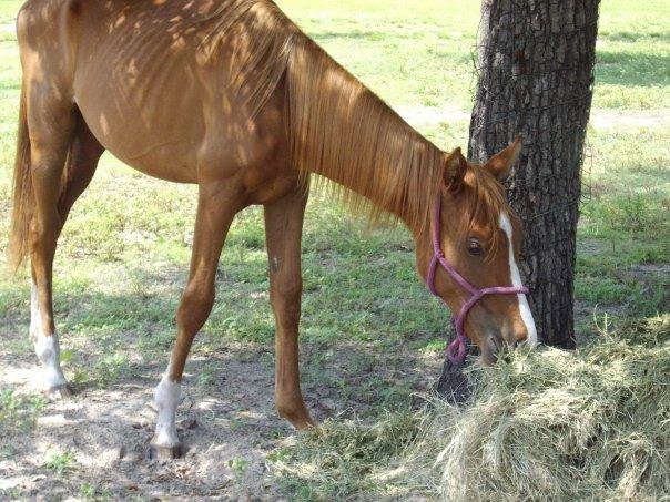 It's been a veerry stressful day....I better have some hay.