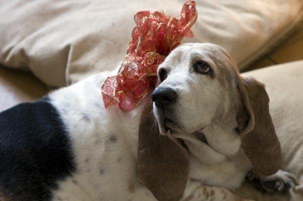 Merry Christmas from Penelope