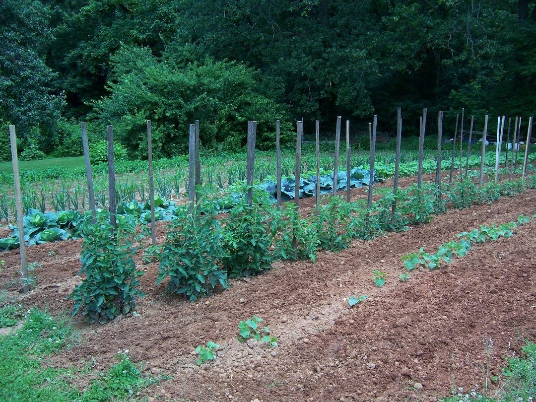 early garden- 5-15-12