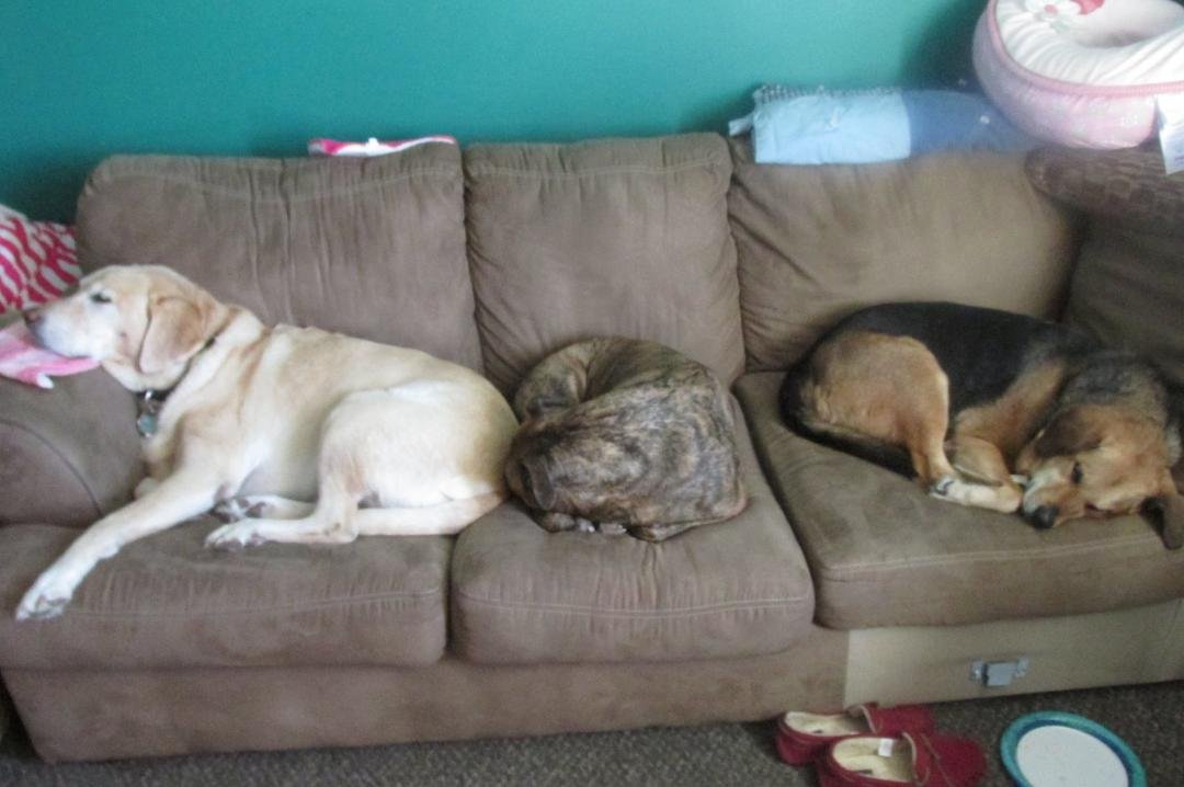 its tough having a dog life