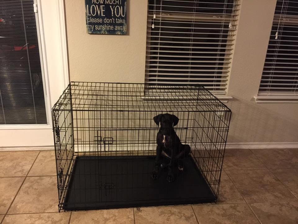 Freya's 4th kennel in 7 weeks. She grows like a weed. I wonder how long this one will last.