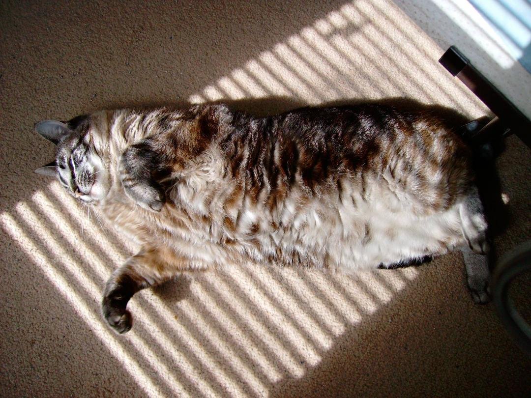 Tabitha enjoying the sunshine
