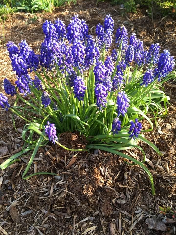 Grape hyacinths seen on our evening walk.