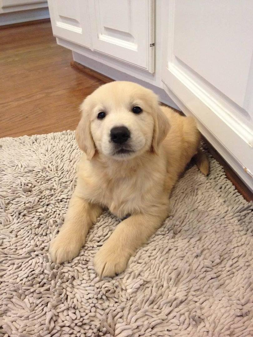 This is my new granddog, Jett. I cannot wait to meet him!