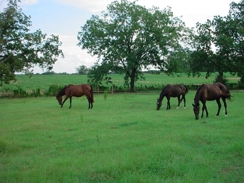 James Hatcher's album, Horses