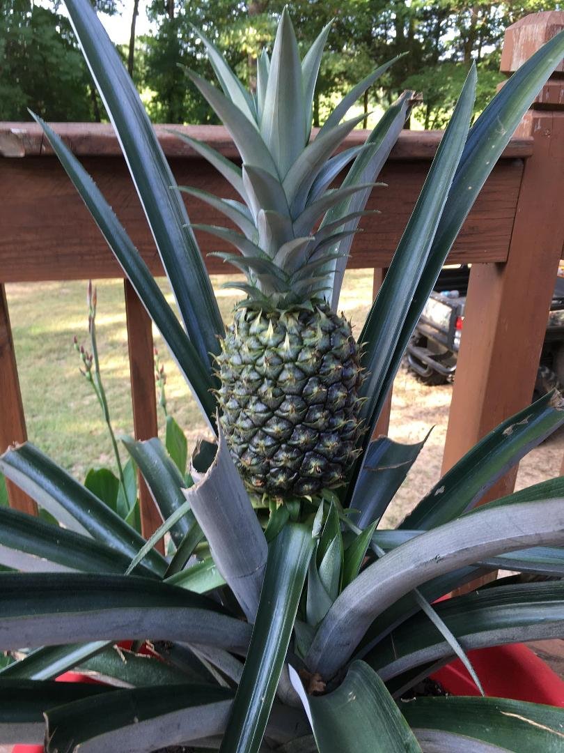 Joan's pineapple is getting bigger
