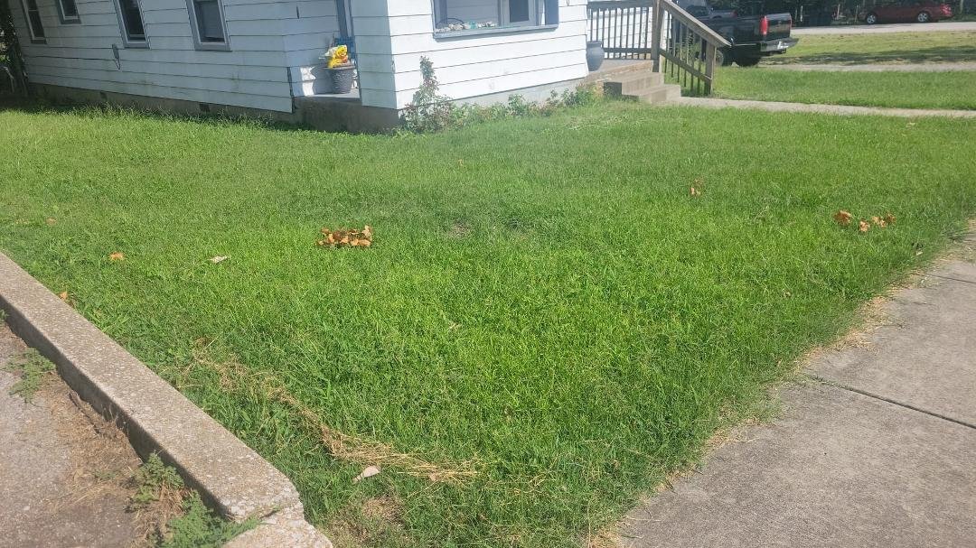 I'm looking for someone to mow and trim my small front and side yard every 2 weeks. You must have your own mower, blower and weed eater.
This is in Buffalo, MO. I would like to have your bid. tyia
