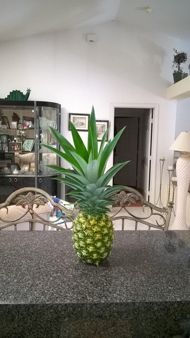 My 30th and last pineapple of the year. I thought the hurricane had blown it away,but it had fallen between the pool screen and plant. It should ripen in a few days 😊.Yum,yum!!!