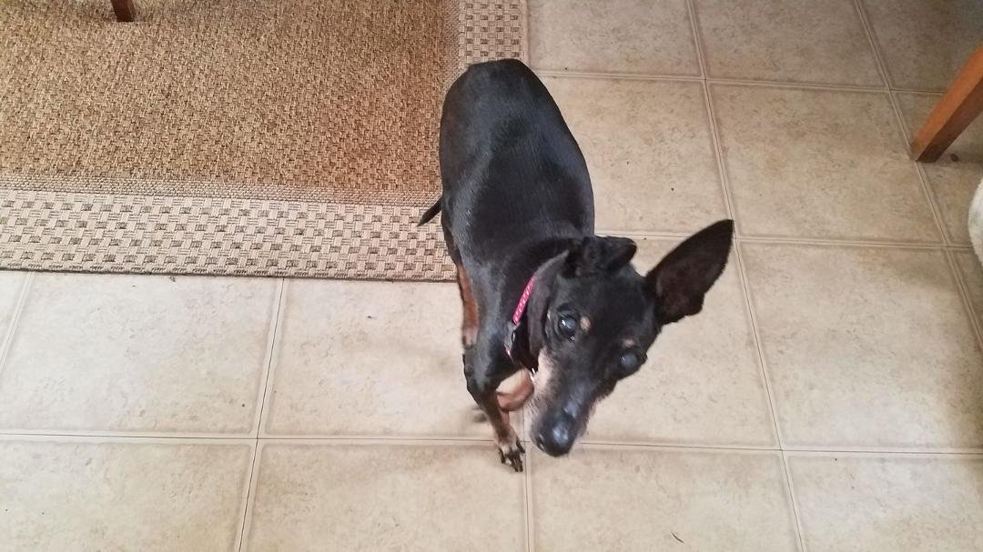 Happy birthday to Duchess!😍17 years old today!