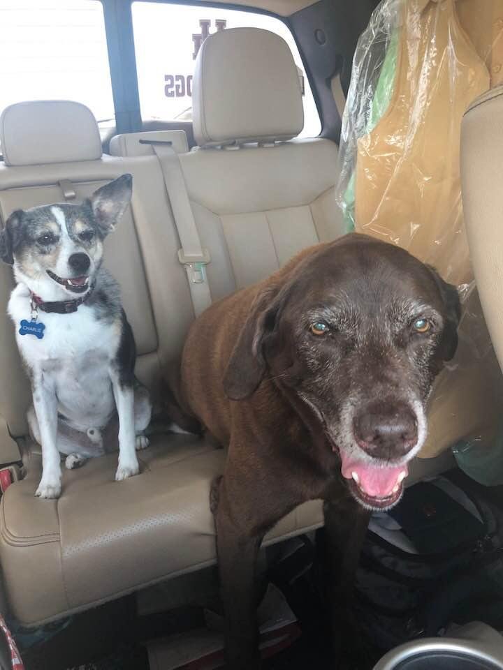 Happy National Dog day from Hershey and Charlie!