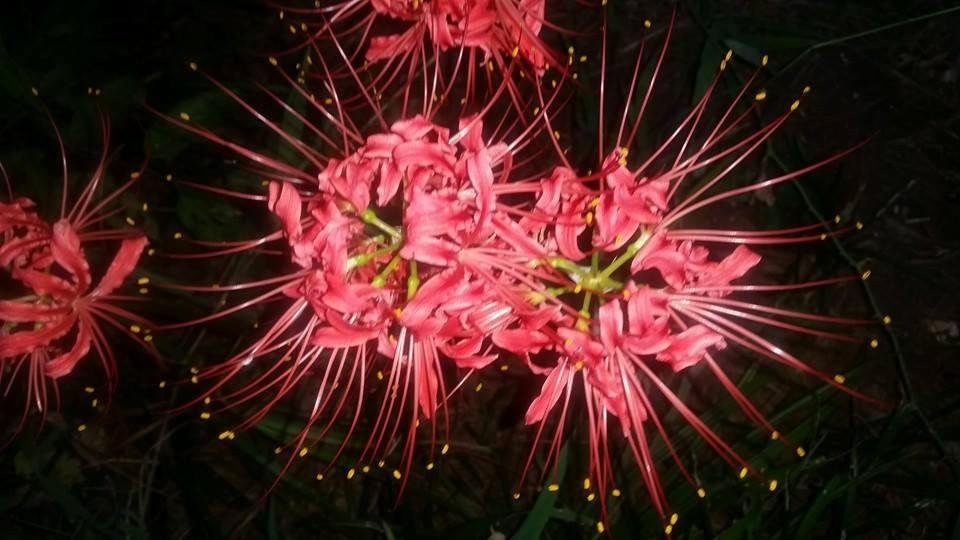 Some of my Fall Tiger Lilly just started blooming this week!!!