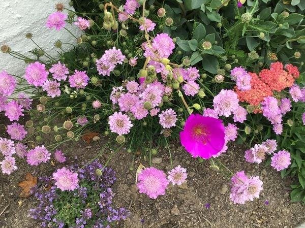 Scabiosa columbaria with a couple of other flowers trying to steal the show.