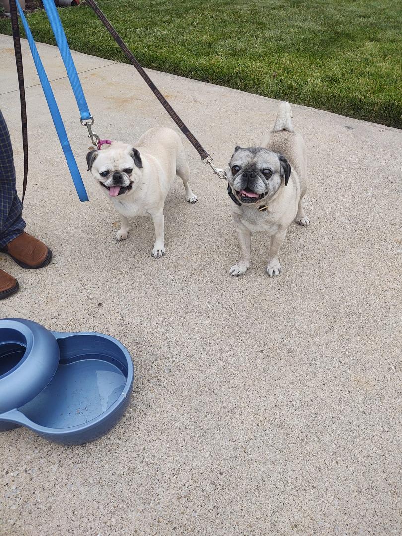 Anyone missing a pair of Pugs?