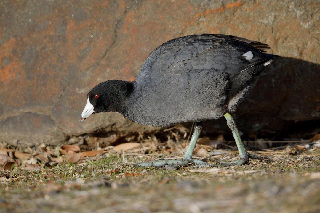 American Coot