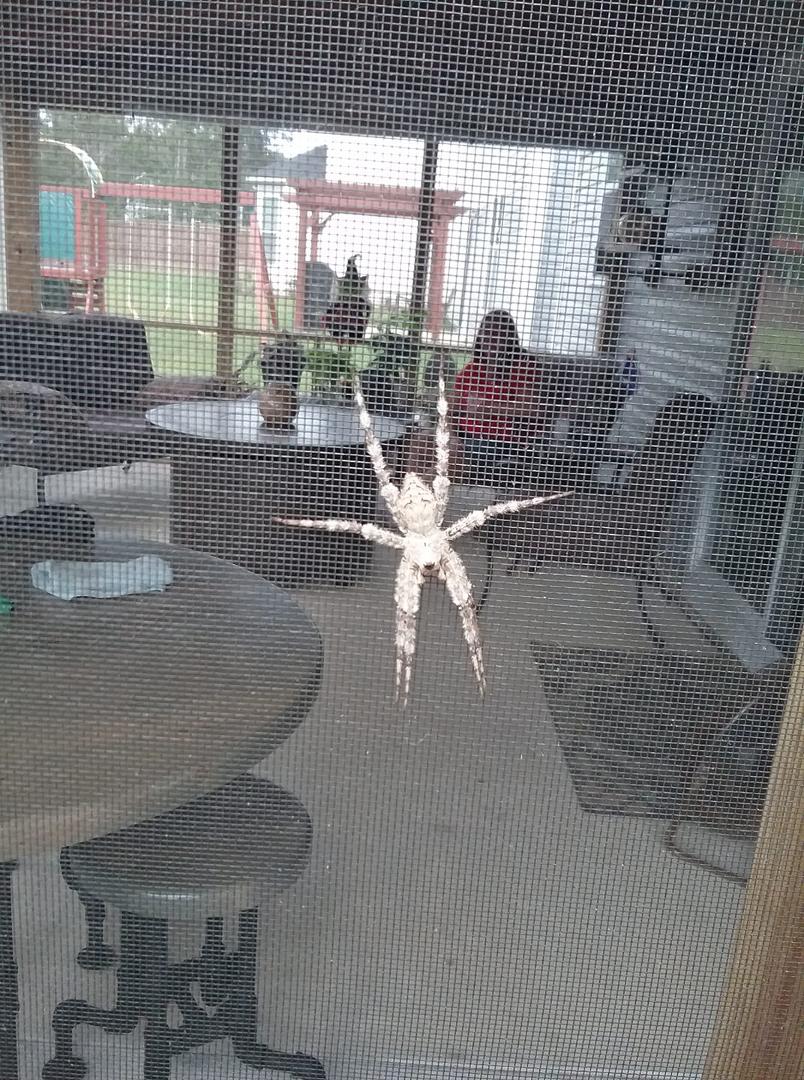 Wolf spider I thank.