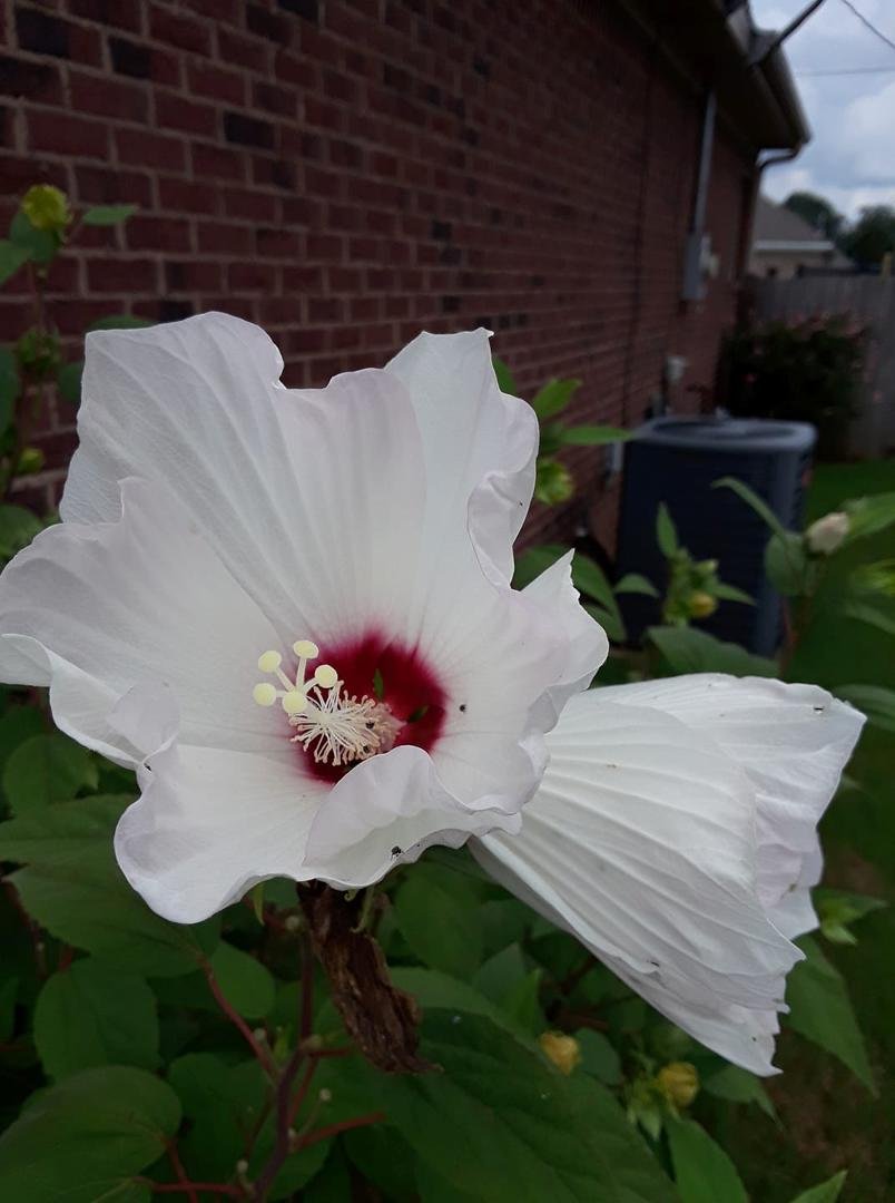 The pink ones are gone but new ones setting on, will get pictures of them later. The white ones are just starting to bloom.