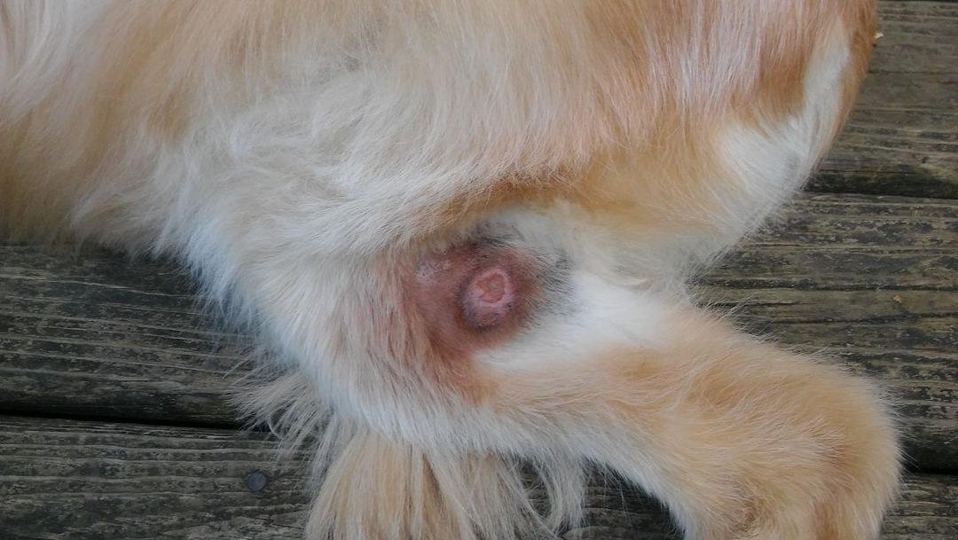 Does this look like it's healing?