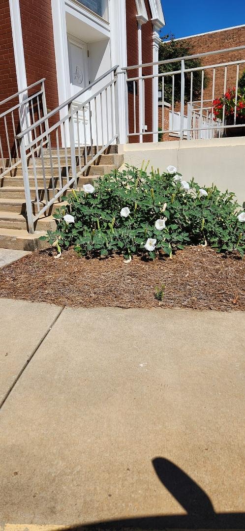 Can someone tell me what this plant is? It opens during the day and closes at night.