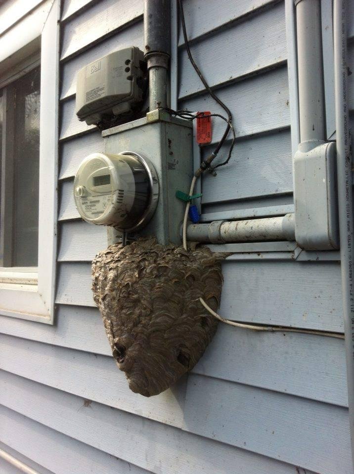 So much for smart meters killing all the bees! :)