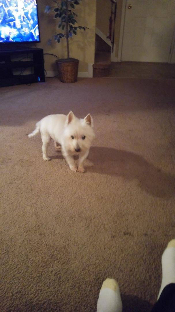 My little buddy is doing better :)