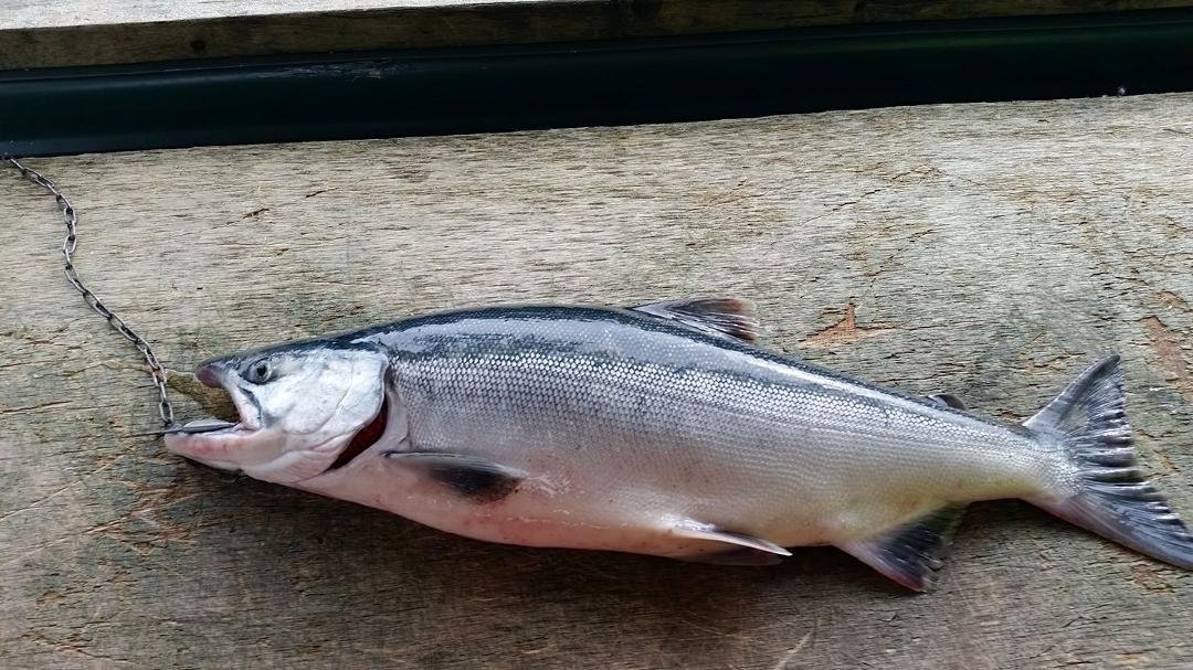 Glen caught the first sockeye Salmon today. It is 25 inches long