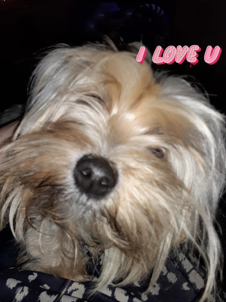 DONNA Crum's album, Mobile Uploads