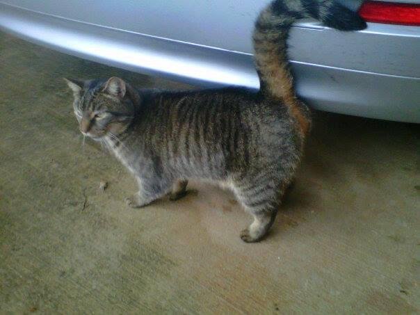 Neutered male with deep voice hanging around. Anyone know him?