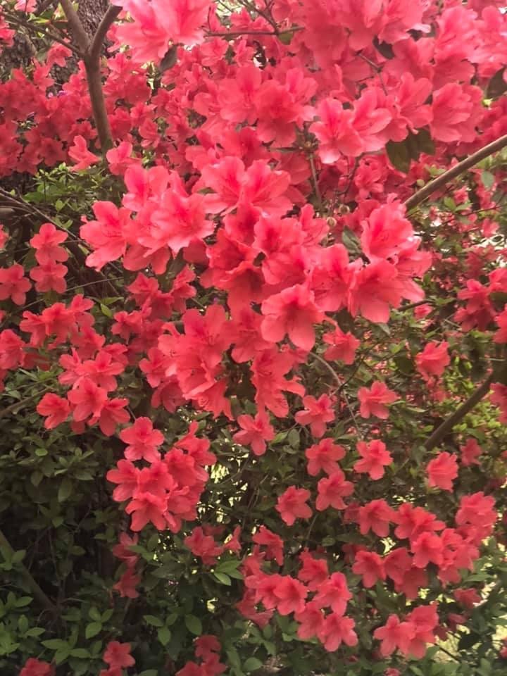 Gail Smith's album, Mobile uploads