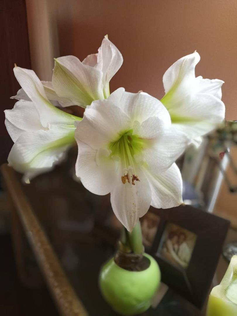 Look at the gorgeous Lily the wonderful Janet Boris gave me happy pesach and happy Easter!