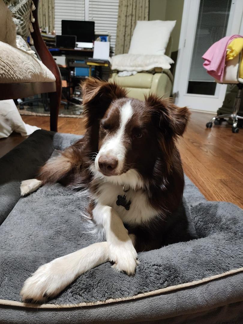 This is Cayenne our newest addition. Did you know that its an Aussie Shepherd thing for them to cross their front legs this way?