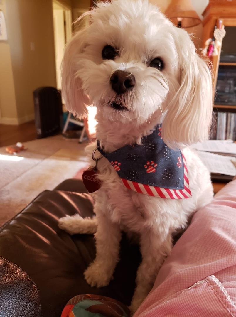 HAPPY NATIONAL DOG DAY FROM COOPER🐾🐾🐾🐾🐾🐾🐾🐾🐾🐾🐾🐾🐾🐾🐾🐾