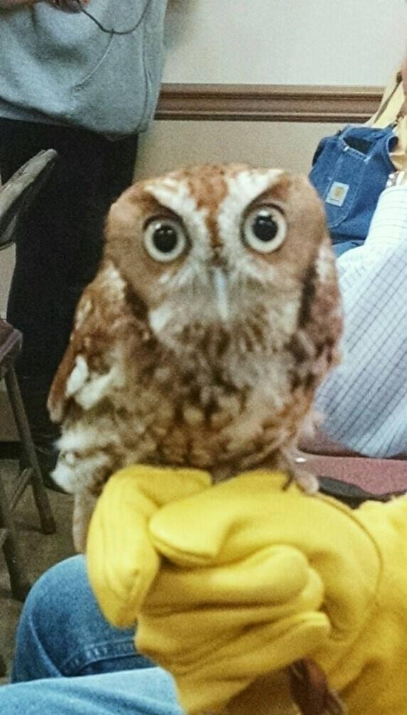 6 inch saw whet owl
What are YOU looking at??