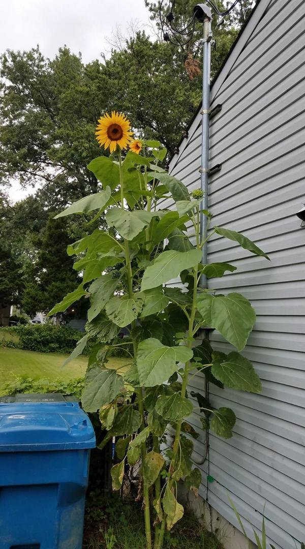 My sunflower.