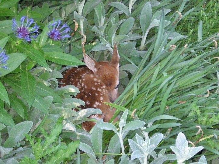 The deer know this is a good place for a home!