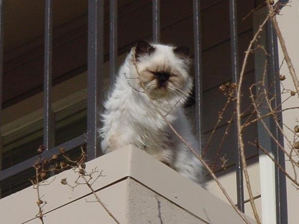 Checking out the top of a Crepe Myrtle from my 2nd story balcony on a very windy Texas afternoon, Jan 6 2002. Nixie was born in Saint Augustine, FL on May 7 2001.