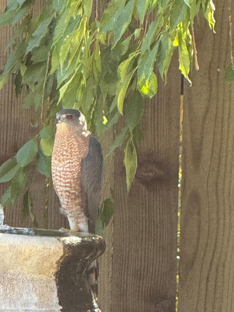 This Sparrow Hawk has been sitting on our fountain
