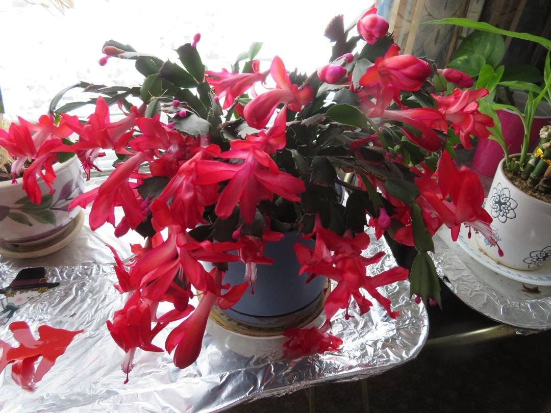 my cactus in full bloom